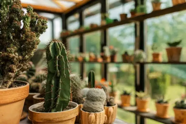 succulent propagation tools gritty mix