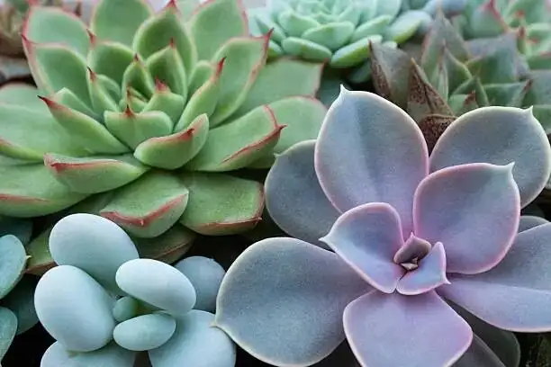 echeveria leaf on gritty mix