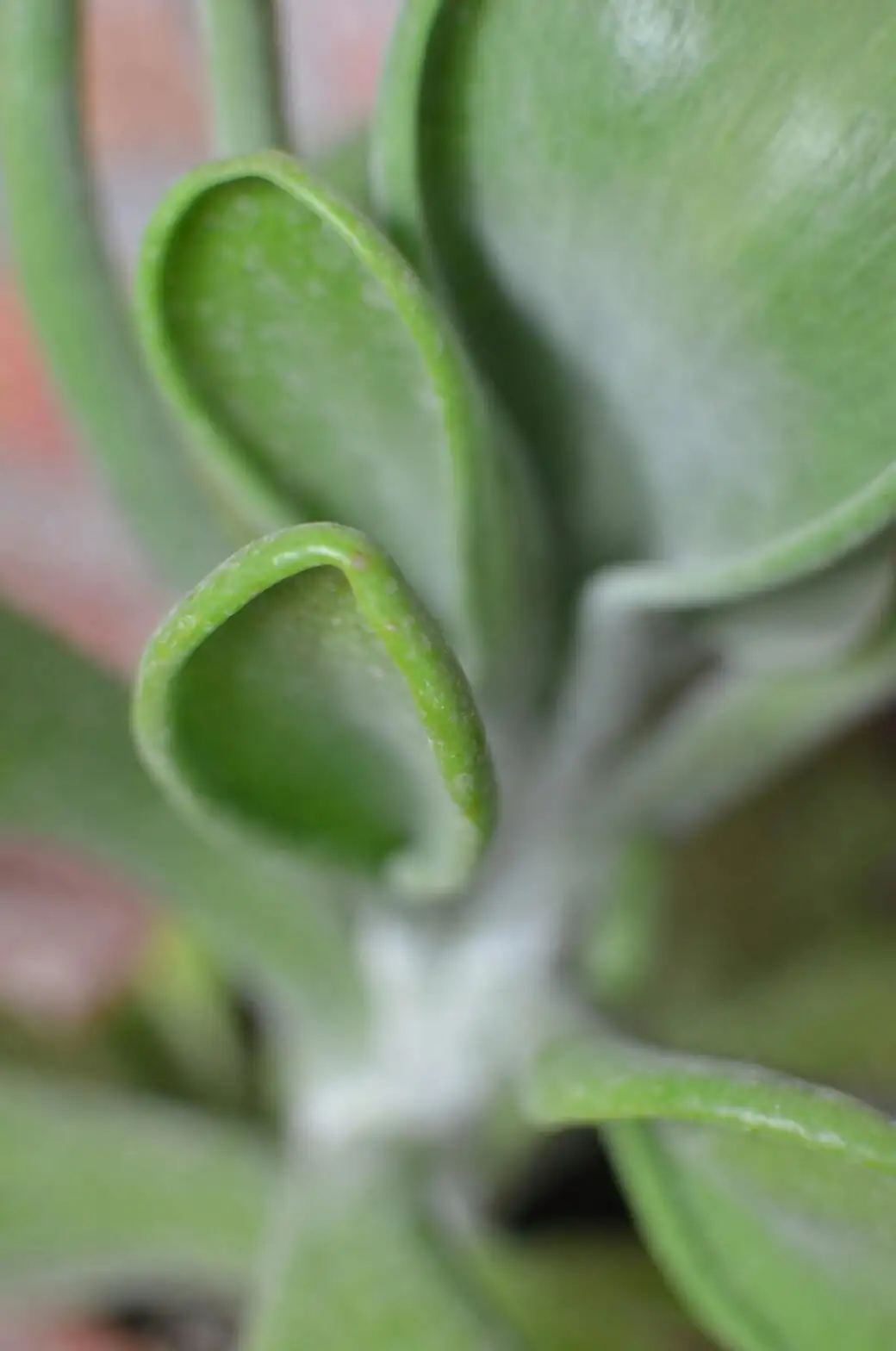 succulent stem cutting callus close-up