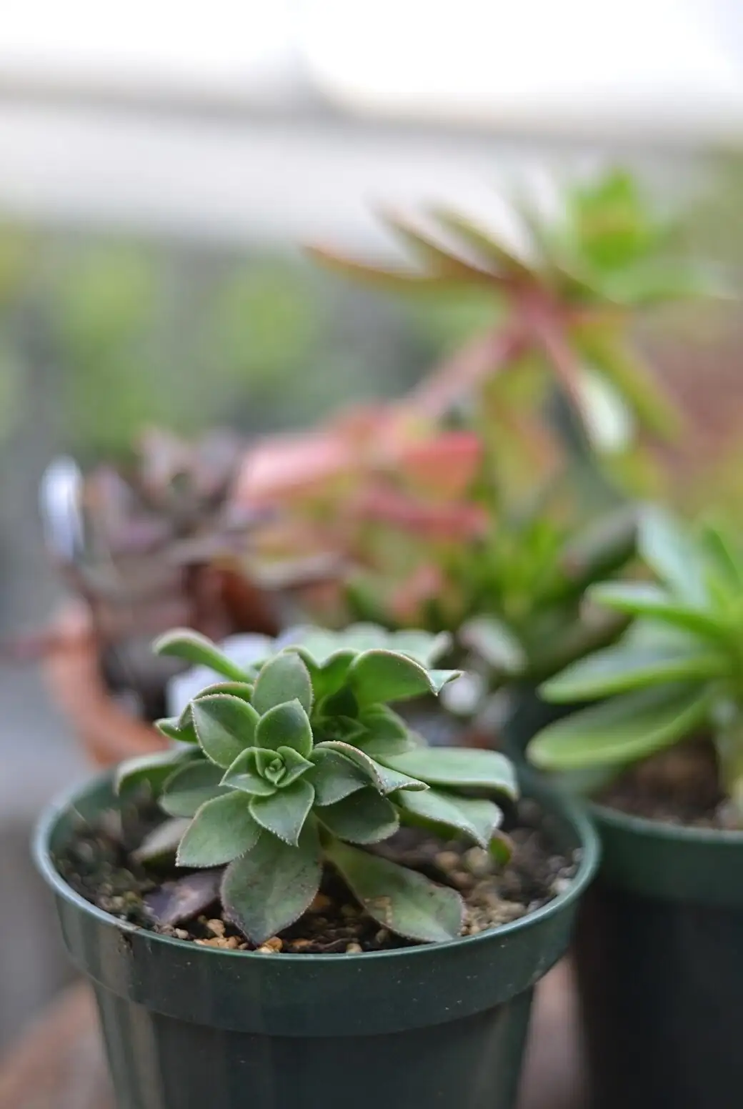 echeveria side lighting grow bar