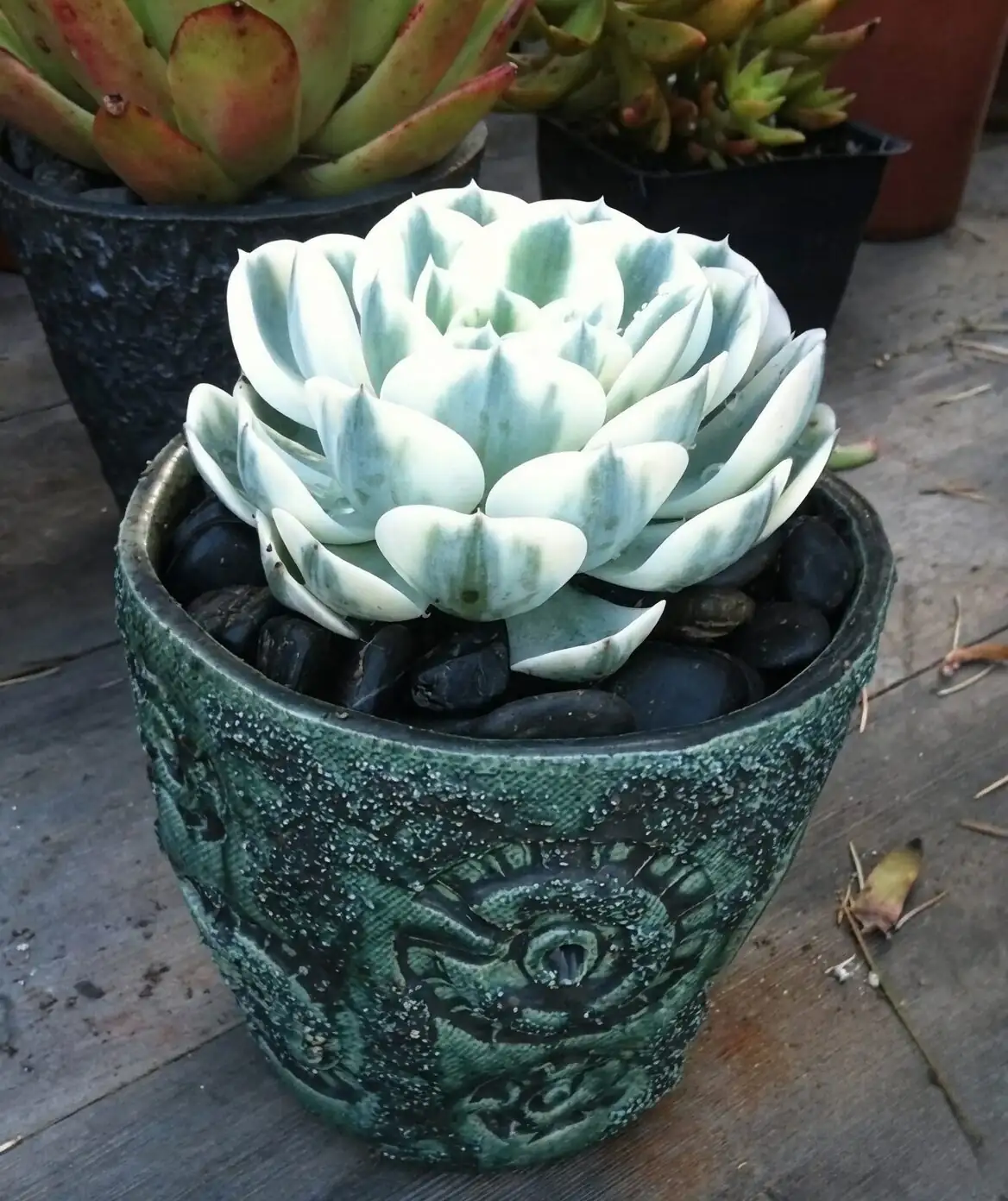 echeveria terracotta pot pumice top dressing