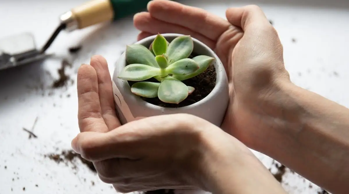 CAM for the Win: How Succulents ‘Drink’ at Night—and What That Means for Watering