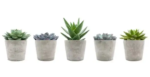 succulent rosettes and columns collection
