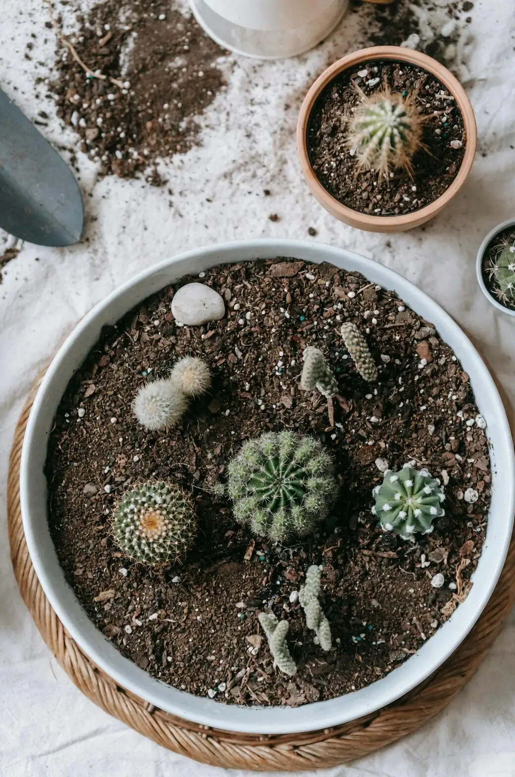 Roommates That Don’t Fight: Pairing Succulents with Matching Thirst in One Pot