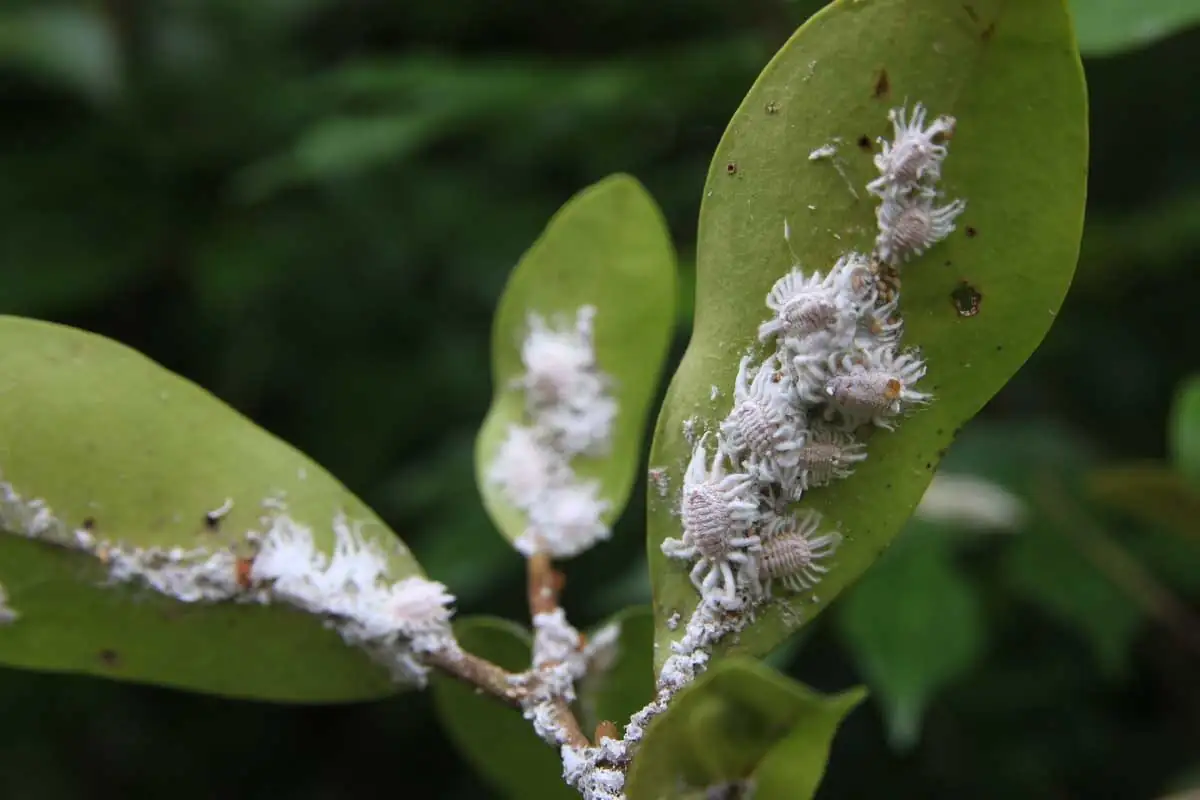 succulent mealybugs close-up leaves