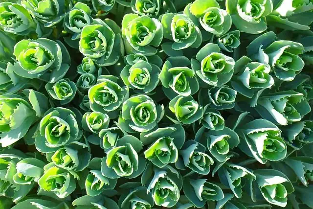 Echeveria Graptosedum Sedum arrangement sunlight