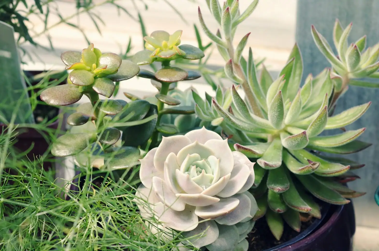 planting succulents gritty mix hands