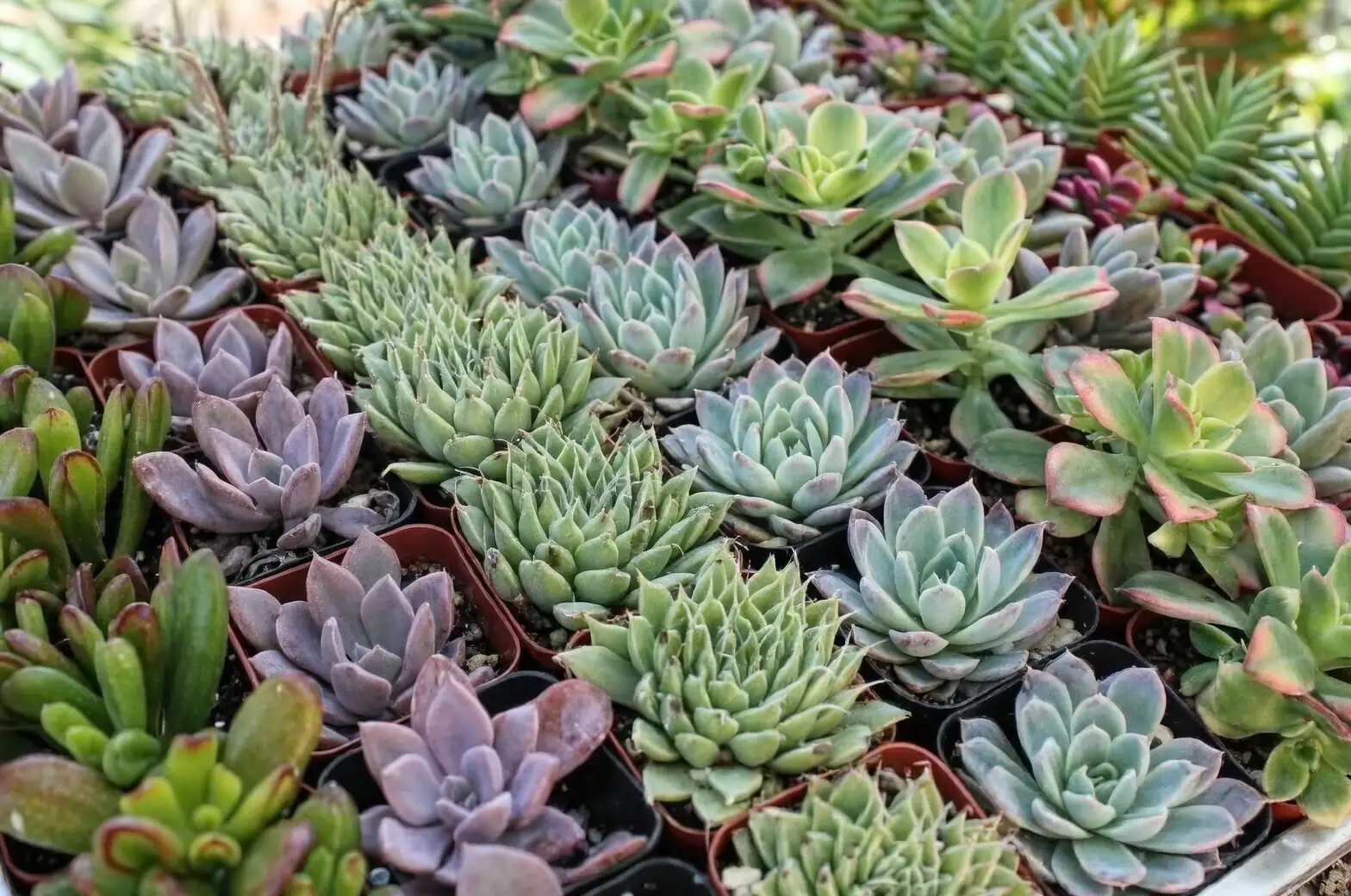 Greenhouse Gold Rush: Inside Asia’s Succulent Boom in Yunnan and Taiwan