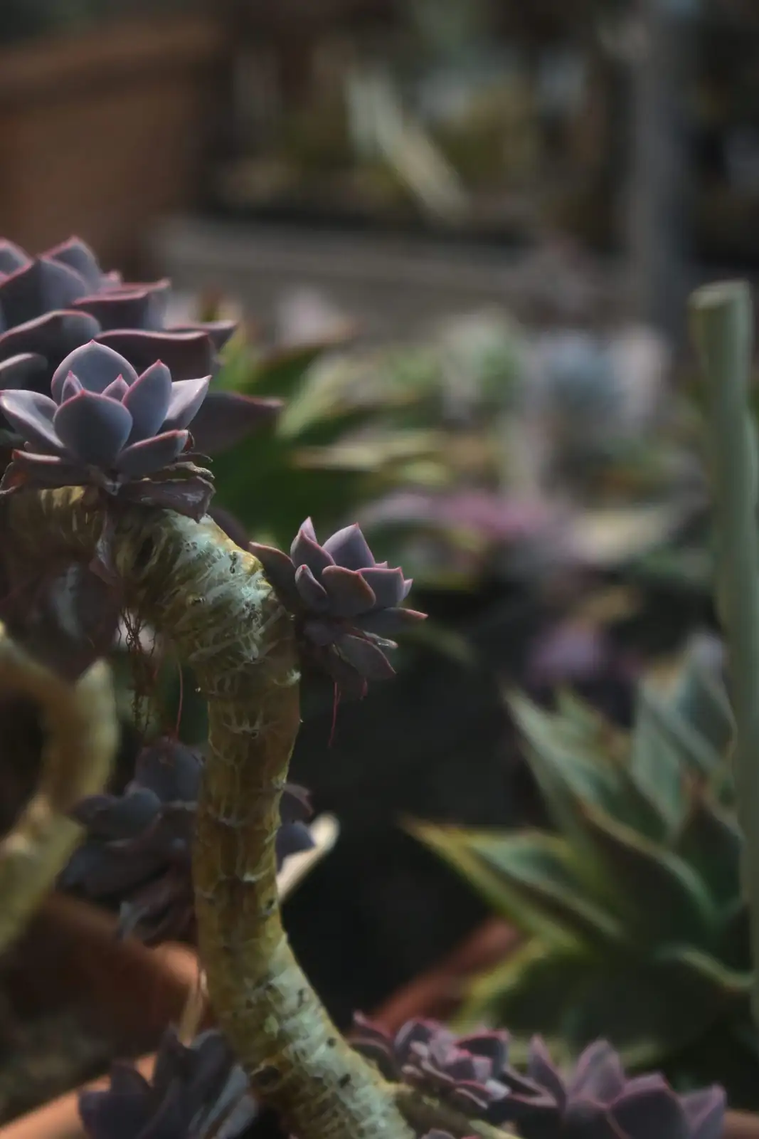 Echeveria greenhouse Yunnan plateau