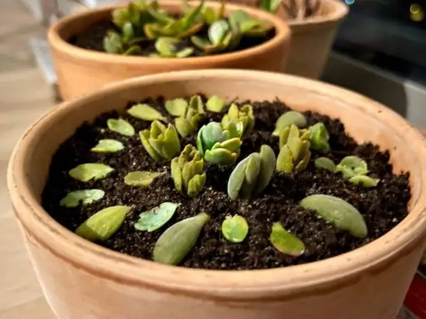 succulent leaf cuttings propagation tray