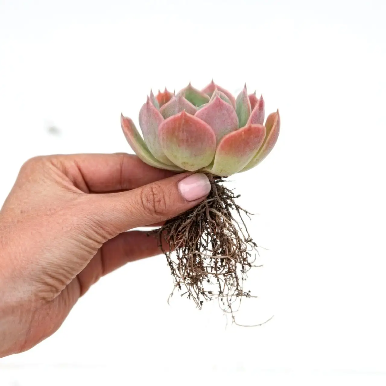 succulent bare root shipping drying