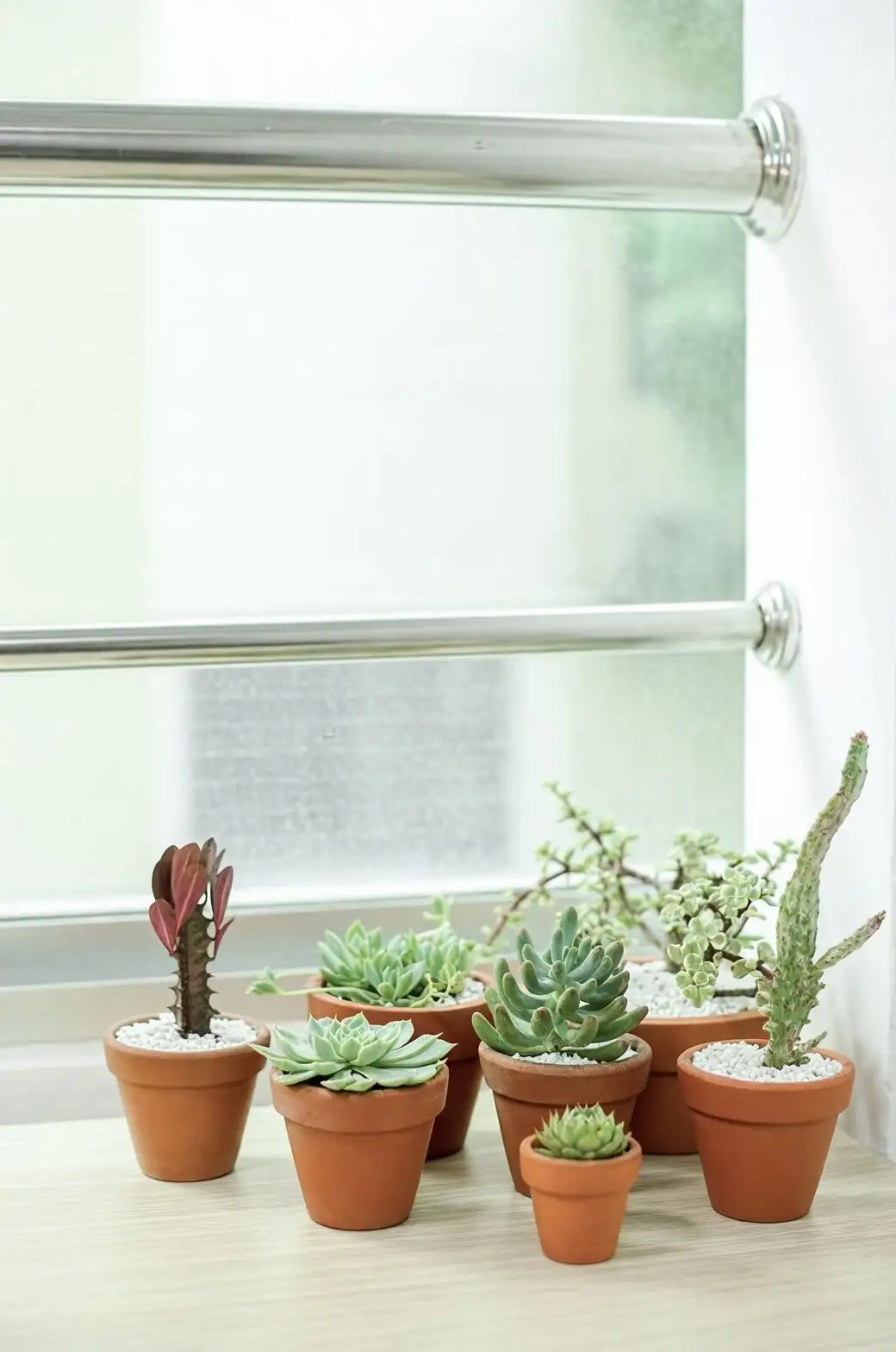 succulents sunny windowsill