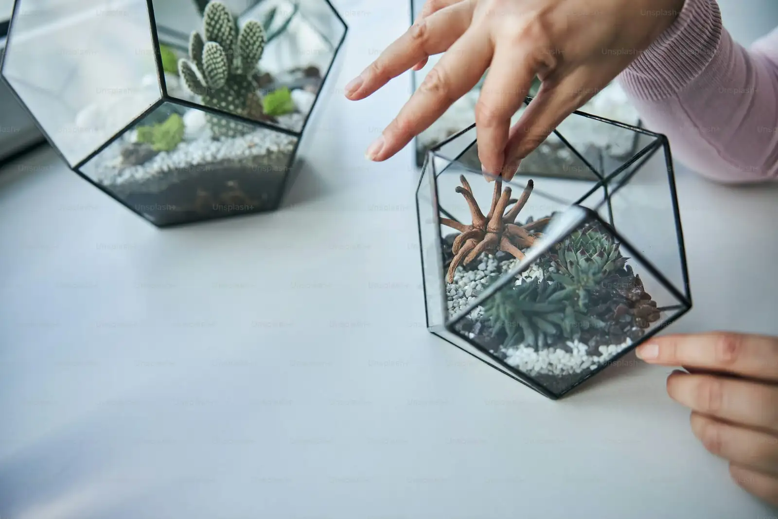 succulent open glass terrarium layers