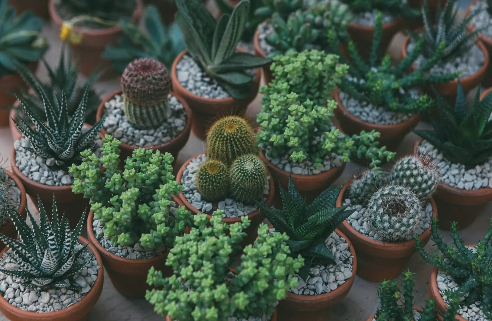 succulent arrangement echeveria cactus