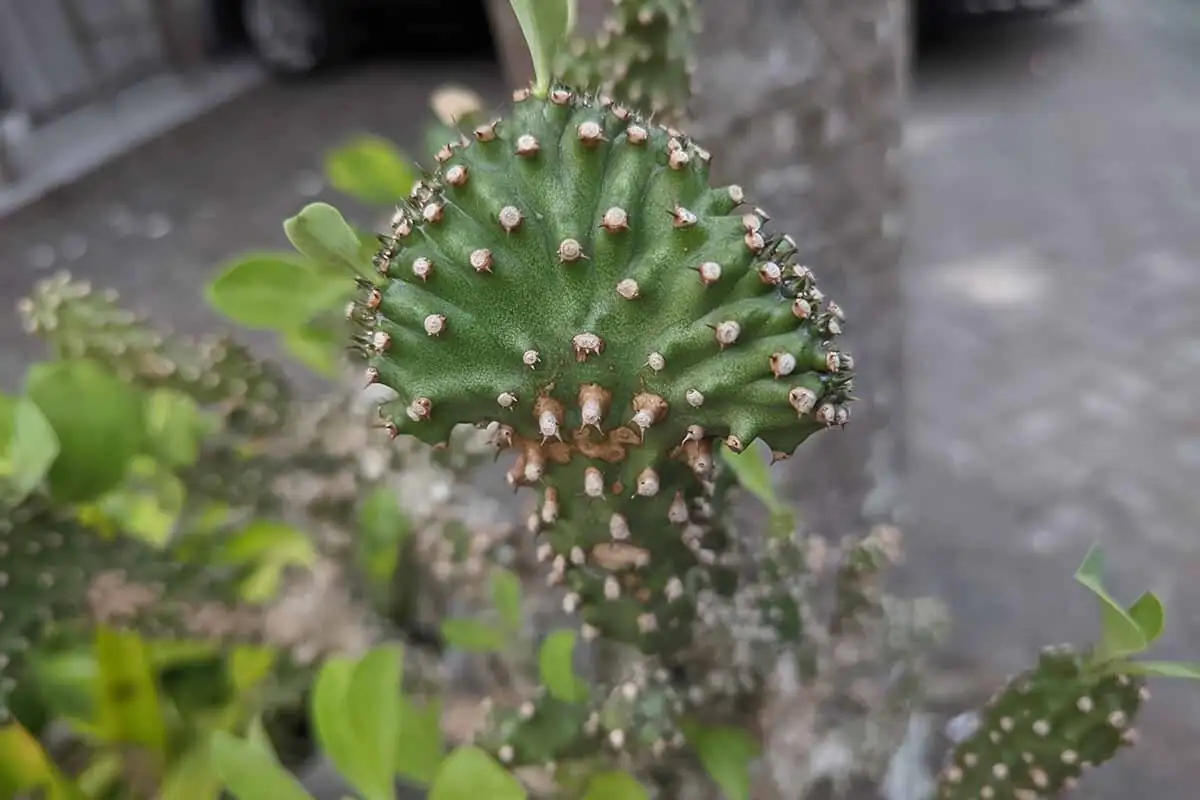 euphorbia latex sap close-up