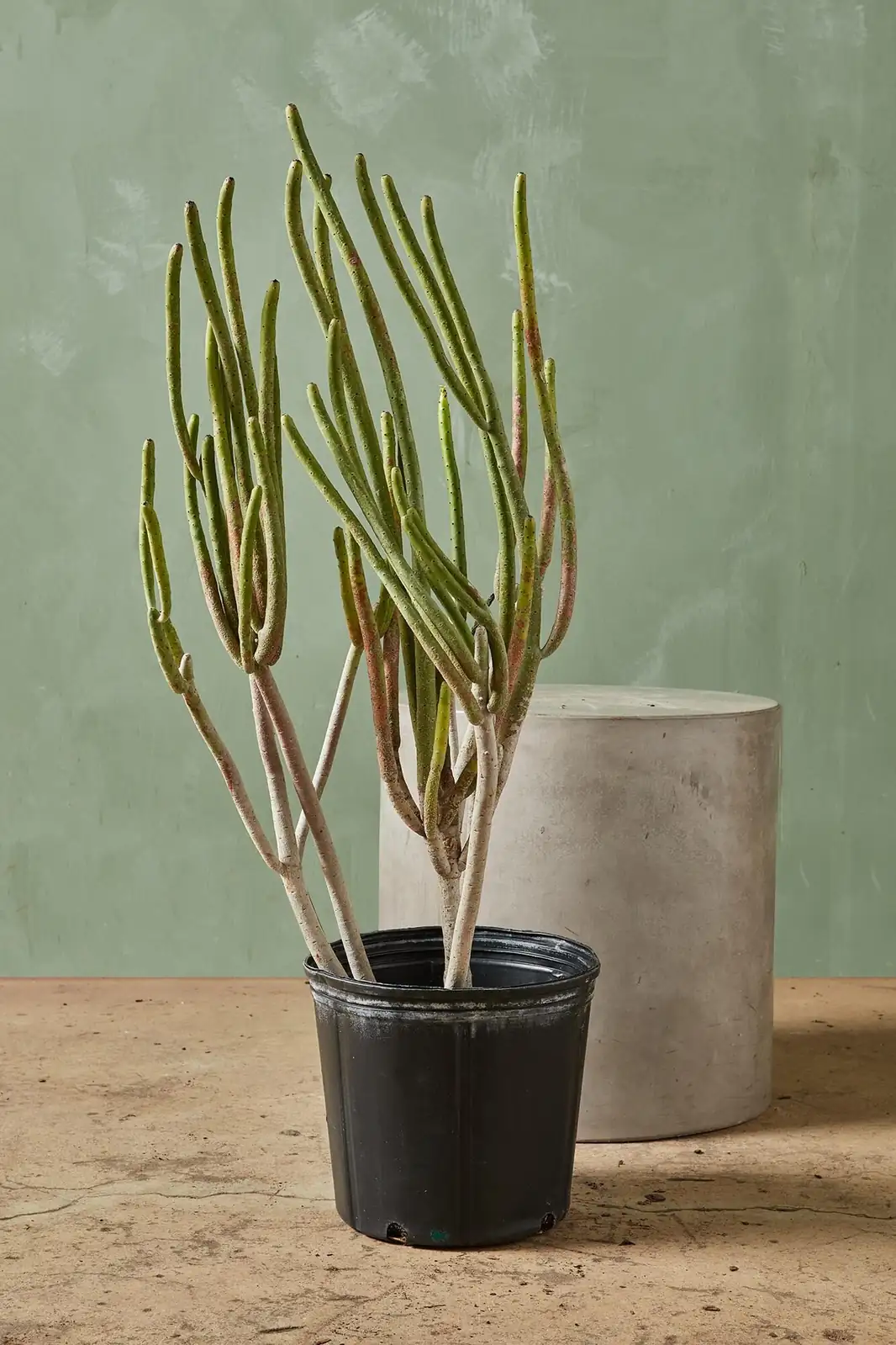 euphorbia on high shelf cat