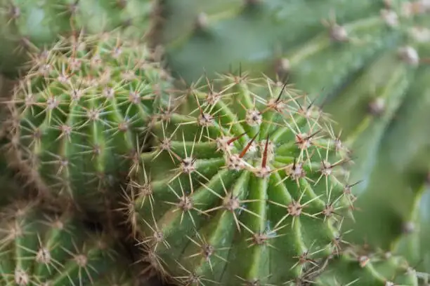 cactus areoles macro close up