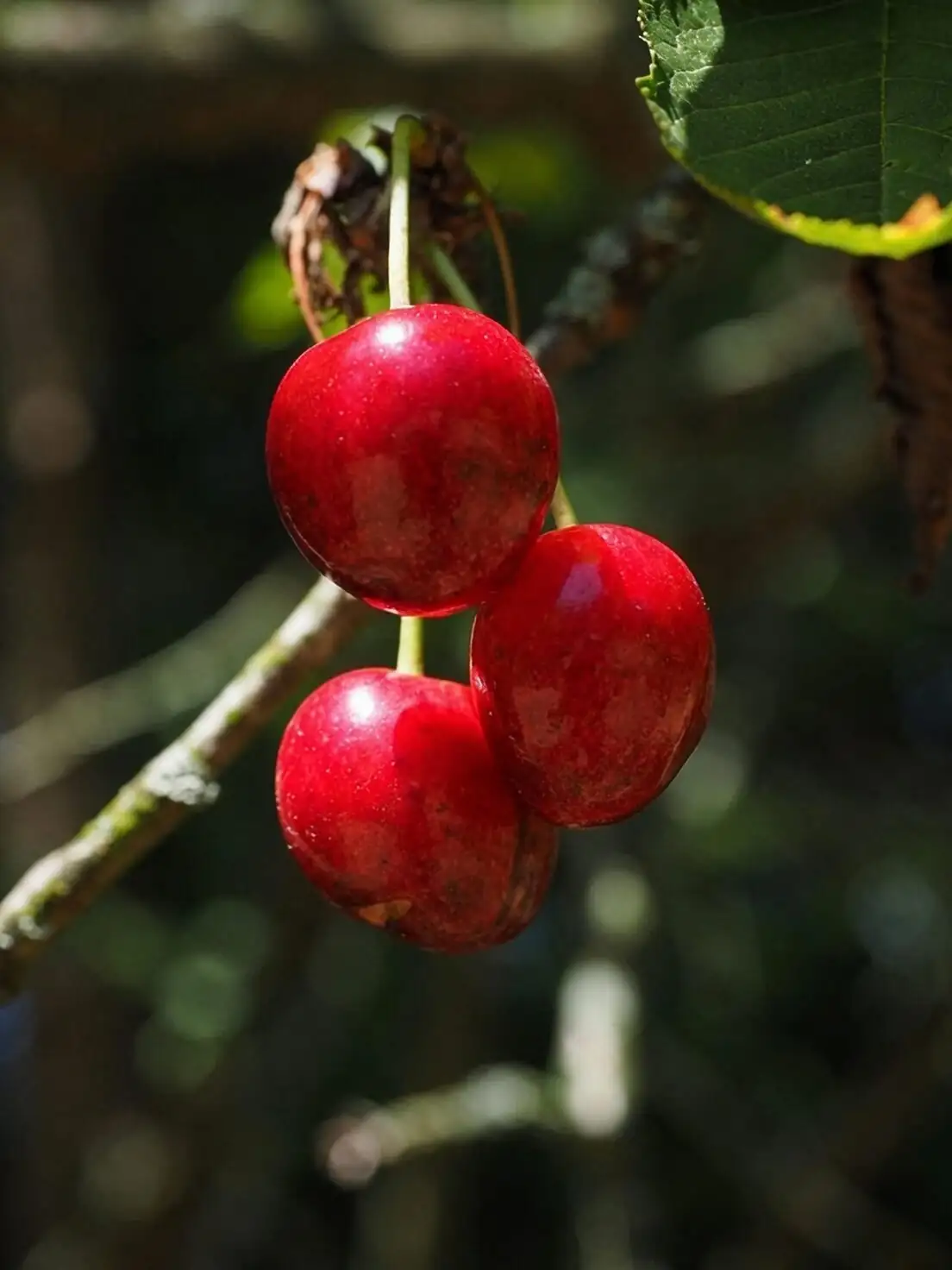 Keep Those Holiday Berries Glowing: The No-Drama Care Routine for Jerusalem Cherry