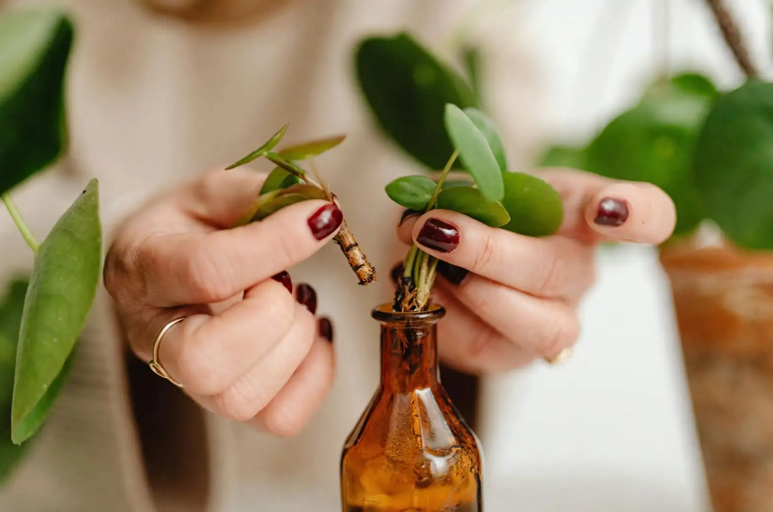 jerusalem cherry stem cuttings rooting