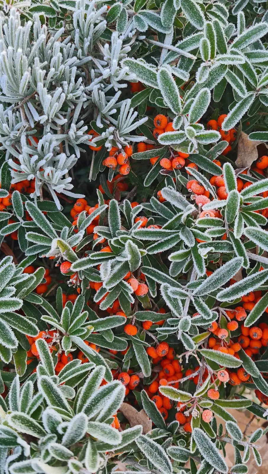 Why Are My Red Berries Dropping? Rapid Troubleshooter for Jerusalem Cherry (with Whitefly Fixes)