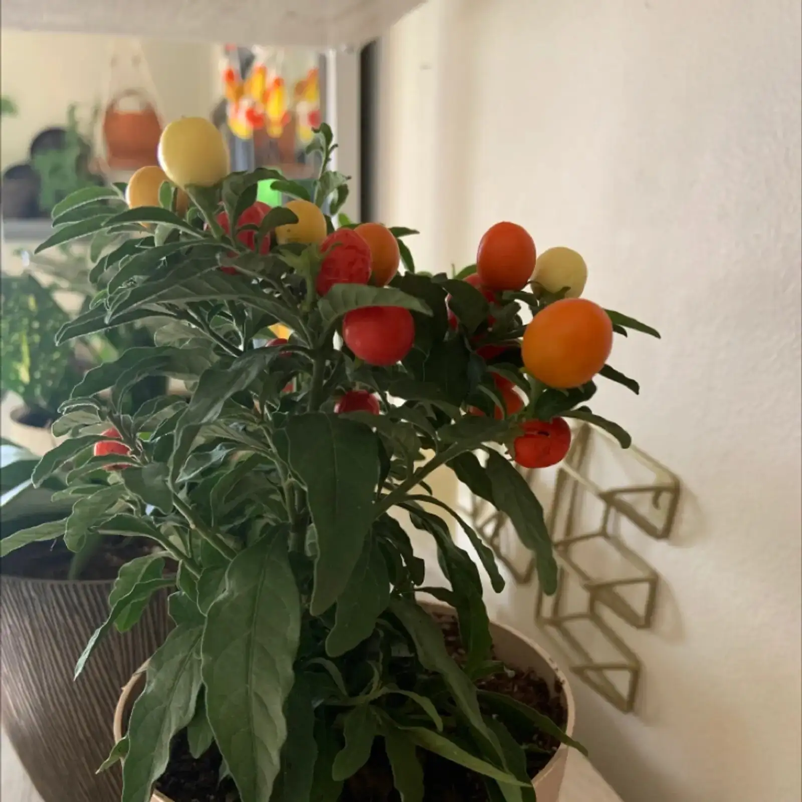 jerusalem cherry berries dropping soil