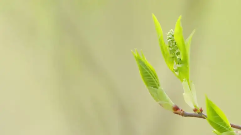 jerusalem cherry whiteflies underside leaves