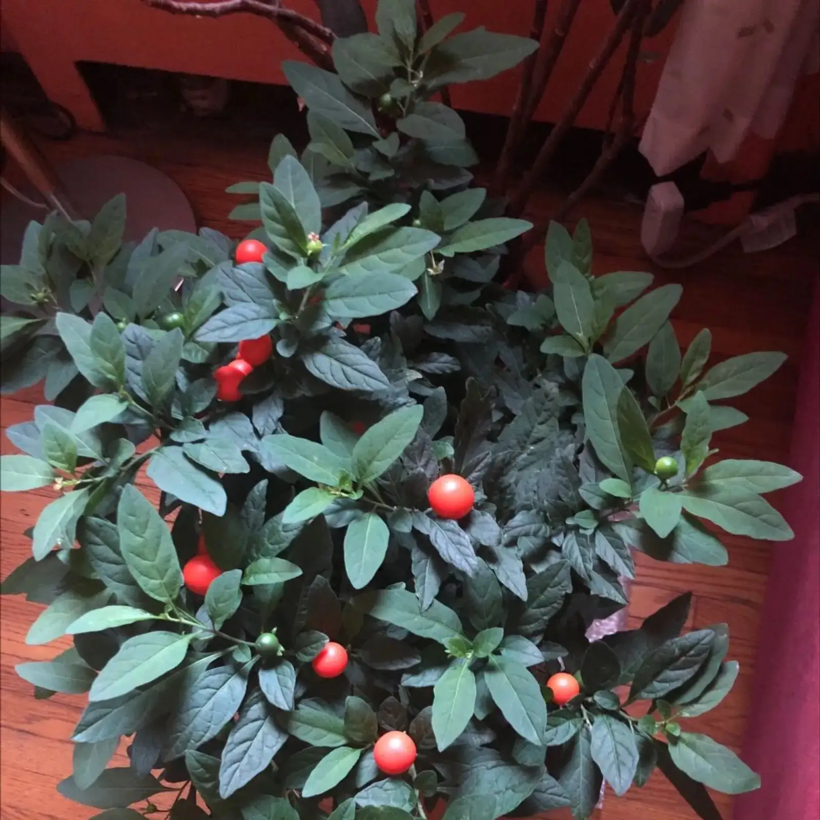 From South American Wildling to Winter Windowsill Star: The Globe‑Trotting Story of Jerusalem Cherry