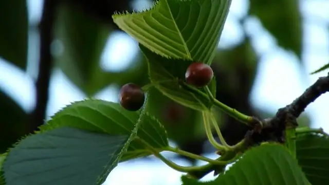 jerusalem cherry berries and leaves close-up