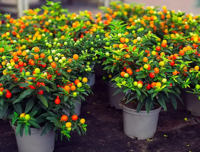 Jerusalem cherry seedlings in tray