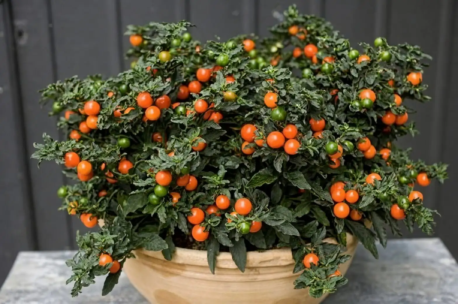 Red Berries, Bright Luck: The Flower Language of Jerusalem Cherry and How It Took Root