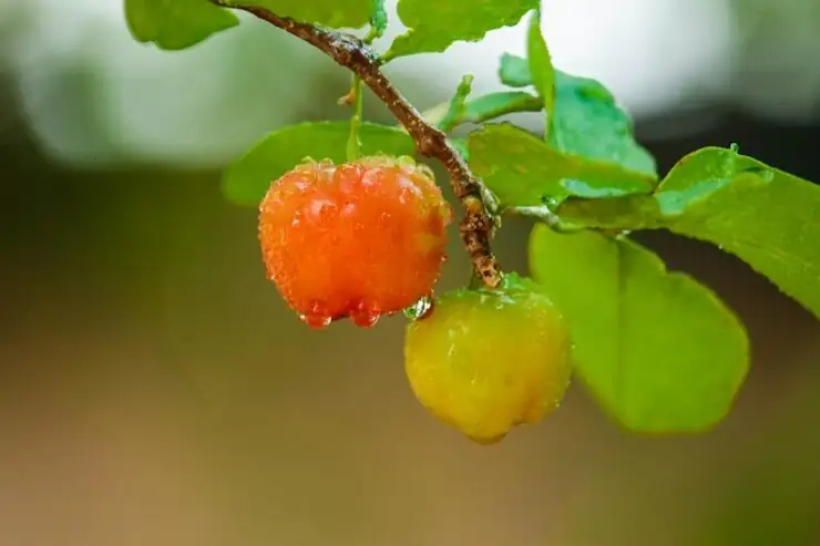 Jerusalem cherry flowers and berries close-up