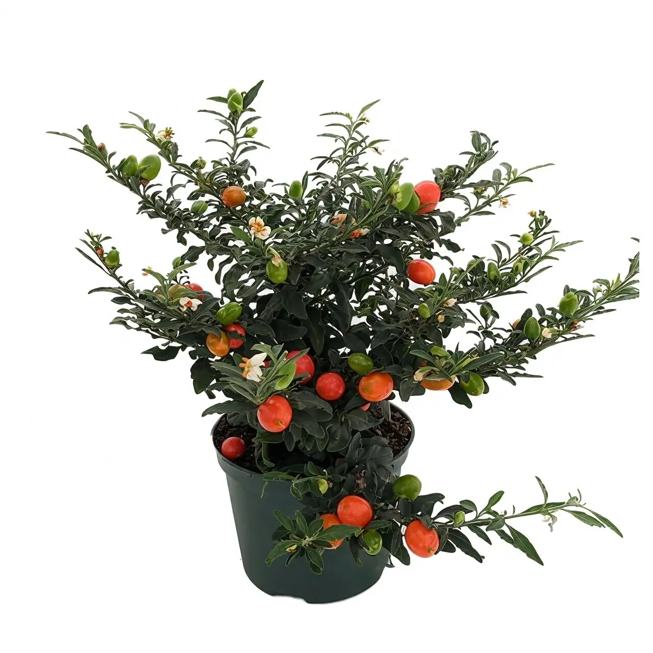 Jerusalem cherry potted gift with ribbon