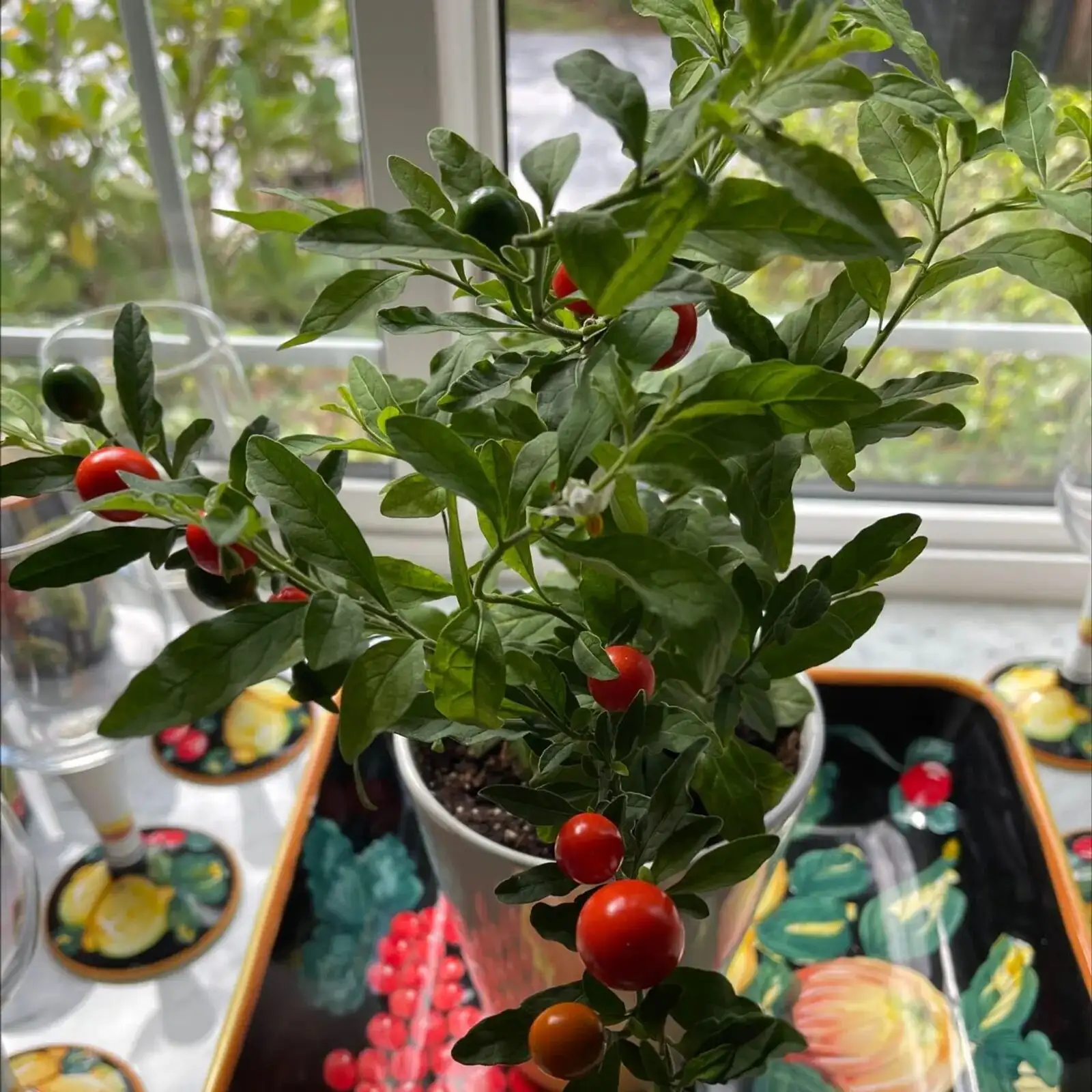 Jerusalem cherry watering on sunny windowsill