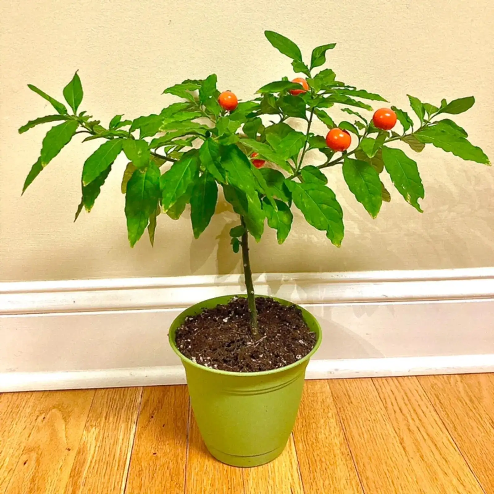 Jerusalem cherry seedlings and cuttings