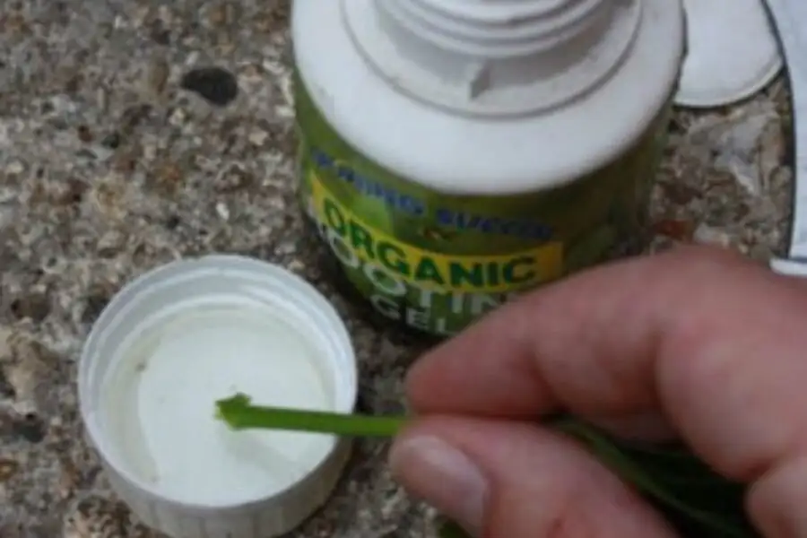 Jerusalem cherry semi-ripe cutting rooting