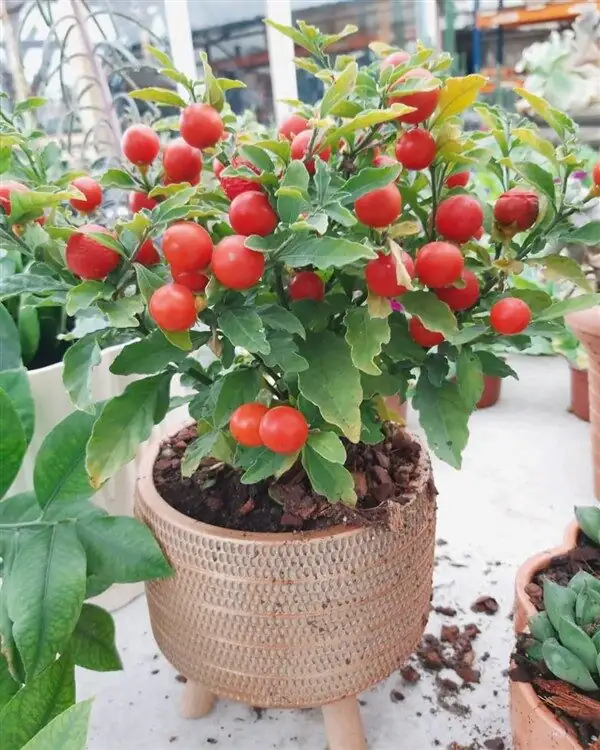Pretty but Poisonous: A Calm, Practical Guide to Keeping Jerusalem Cherry Safe Around Kids and Pets