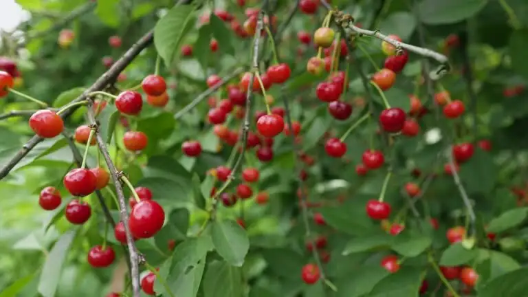 jerusalem cherry leaves berries close-up