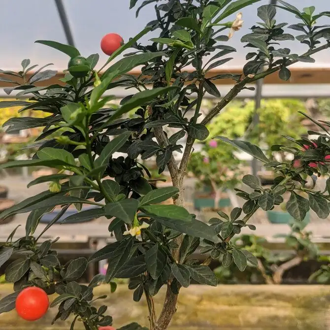jerusalem cherry at garden center selection