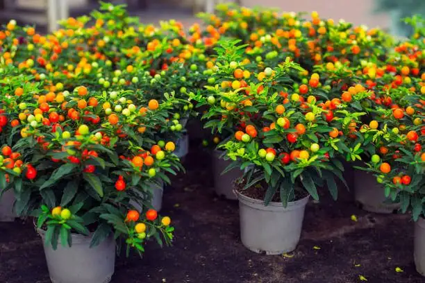 The Year of a Jerusalem Cherry: Month‑by‑Month Care Calendar from Bud to Berry