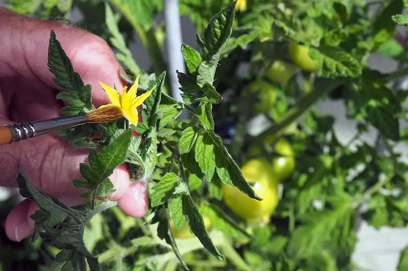 Jerusalem cherry hand pollination brush