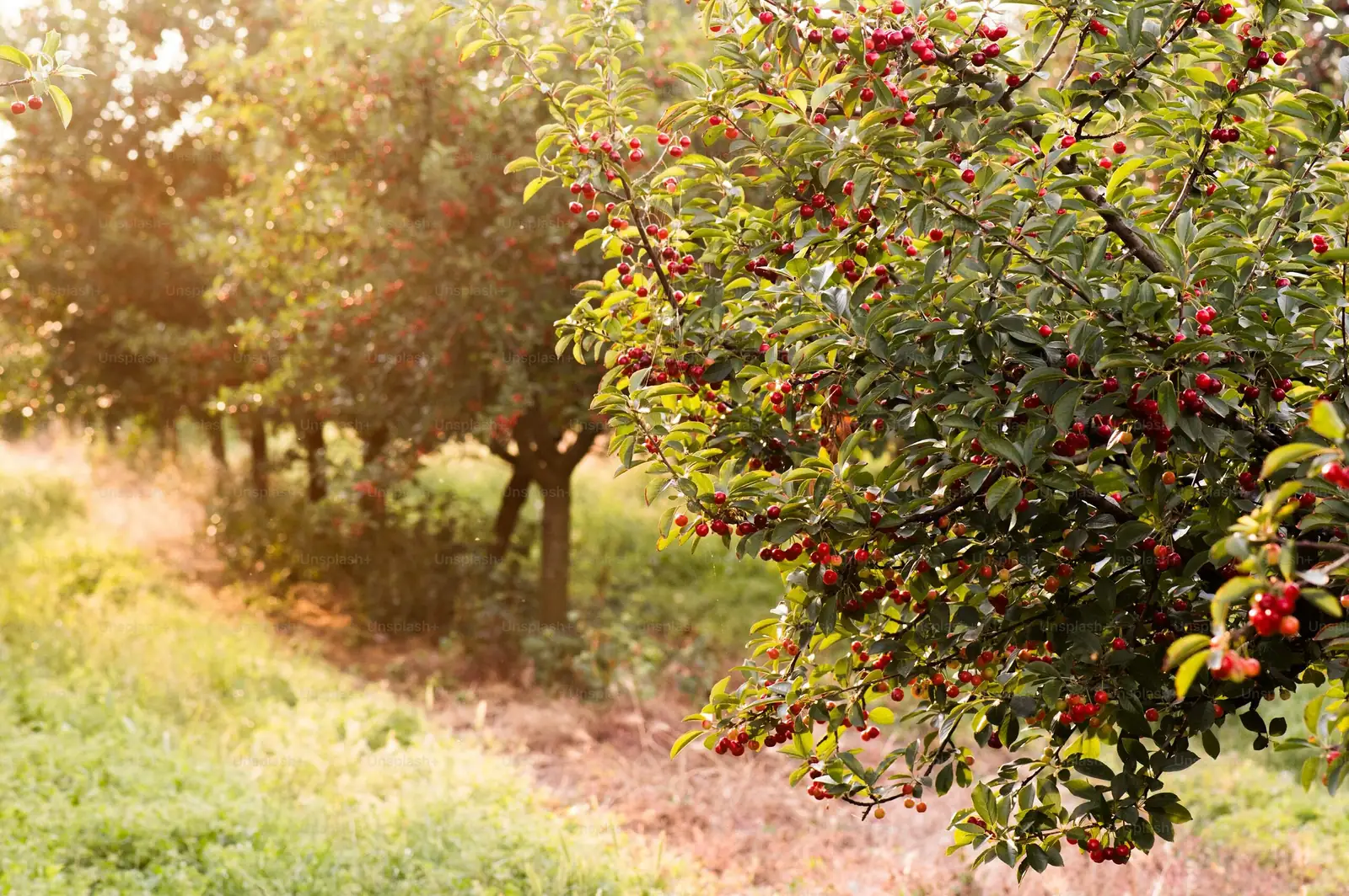 Jerusalem cherry ripening berries close-up