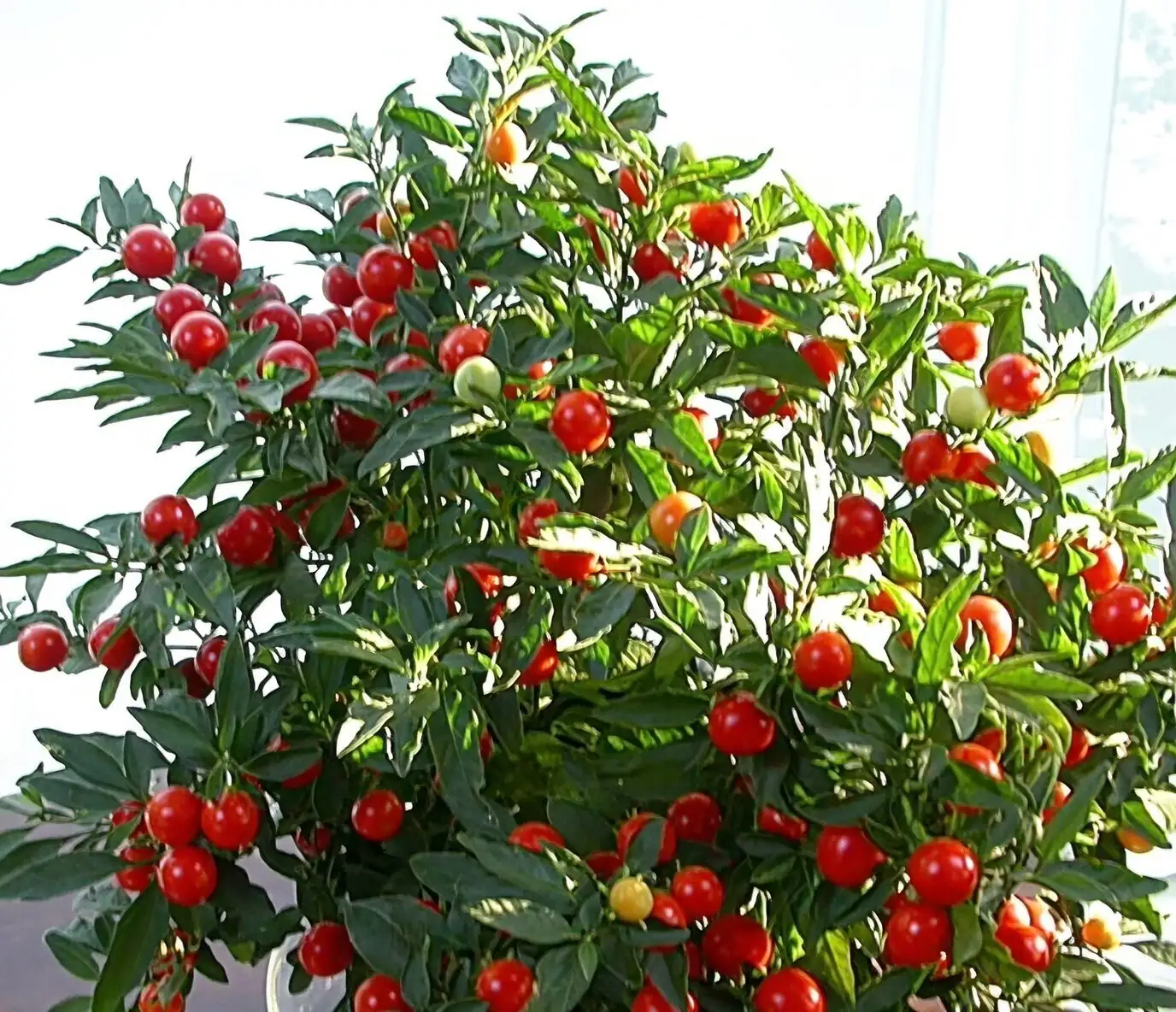Jerusalem cherry nursery plant selection