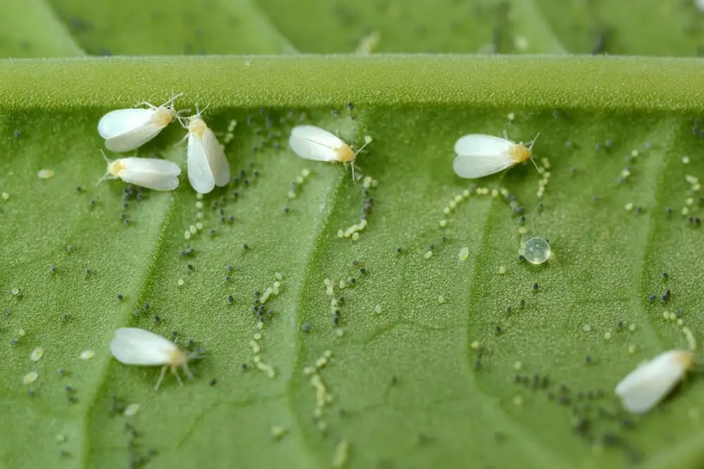 Jerusalem cherry whiteflies leaf underside