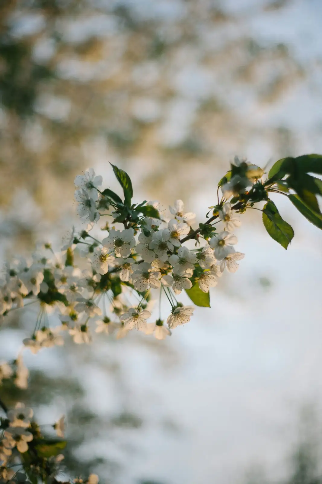 Jerusalem cherry leaves close-up