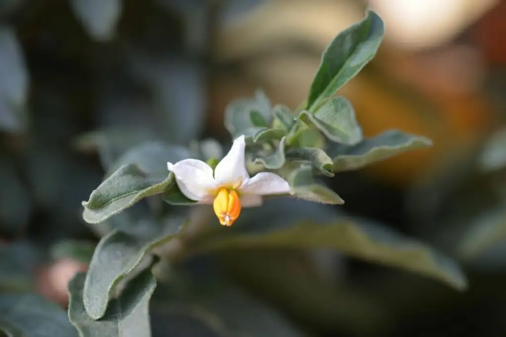 Jerusalem cherry white star flowers