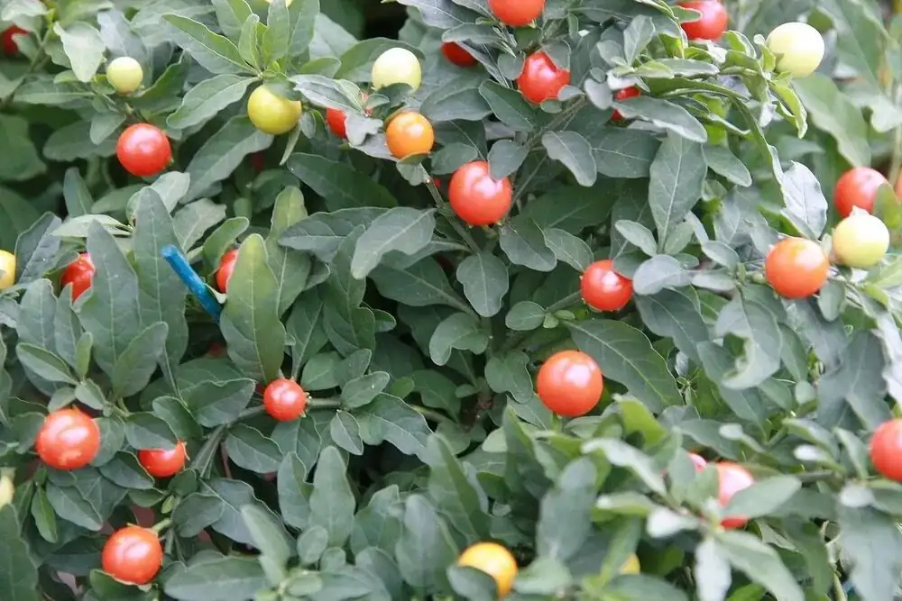 Jerusalem cherry fruit color stages