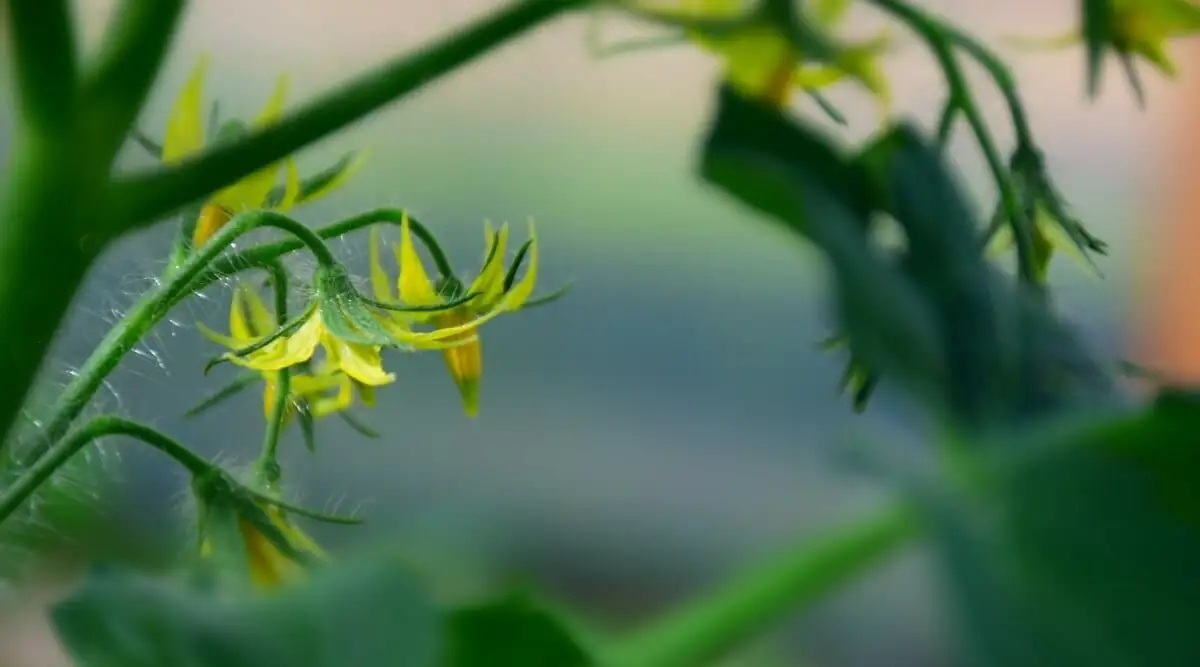 cherry tomato yellow flowers close-up