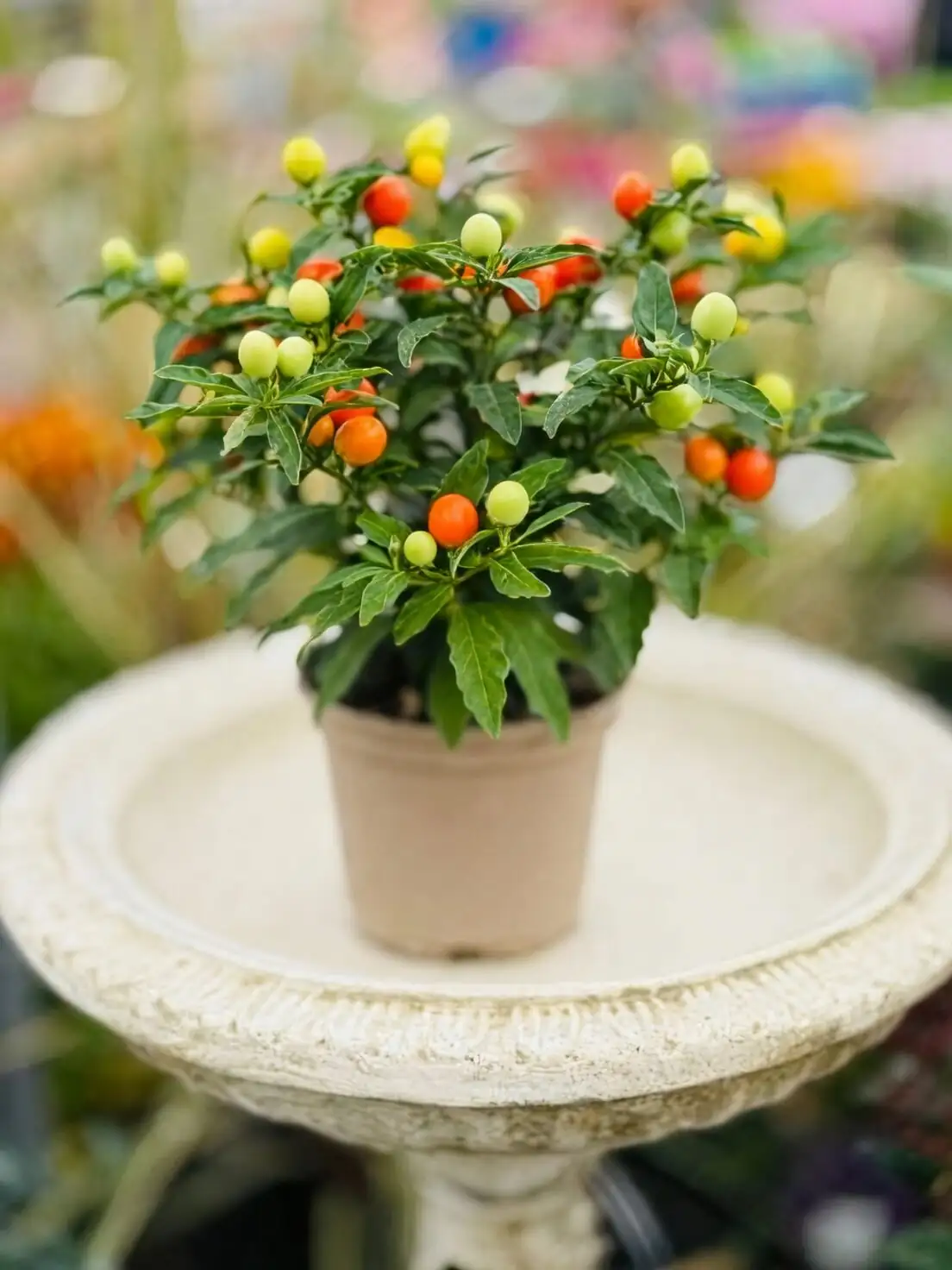 Jerusalem cherry plant close-up