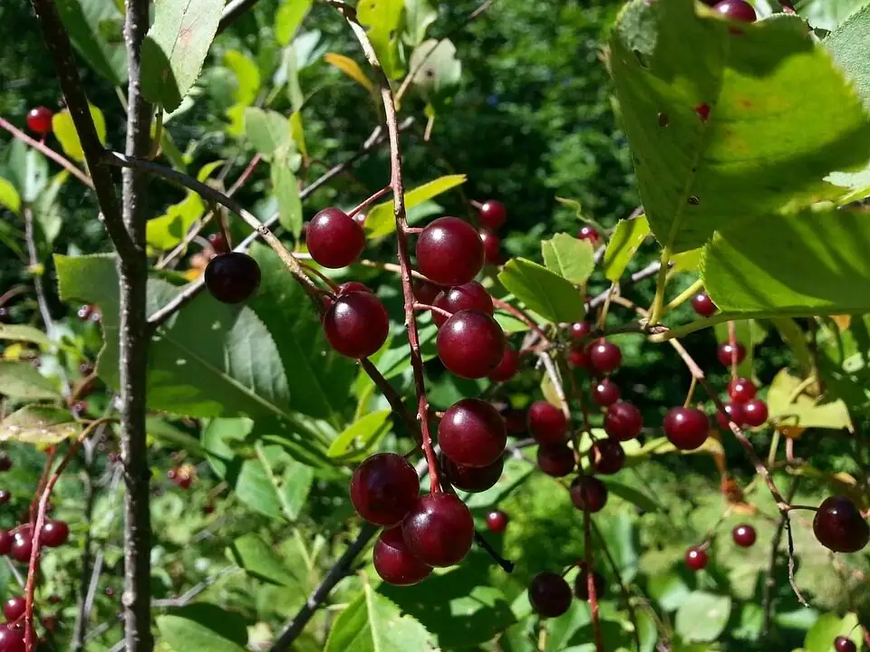 Jerusalem cherry do not eat label