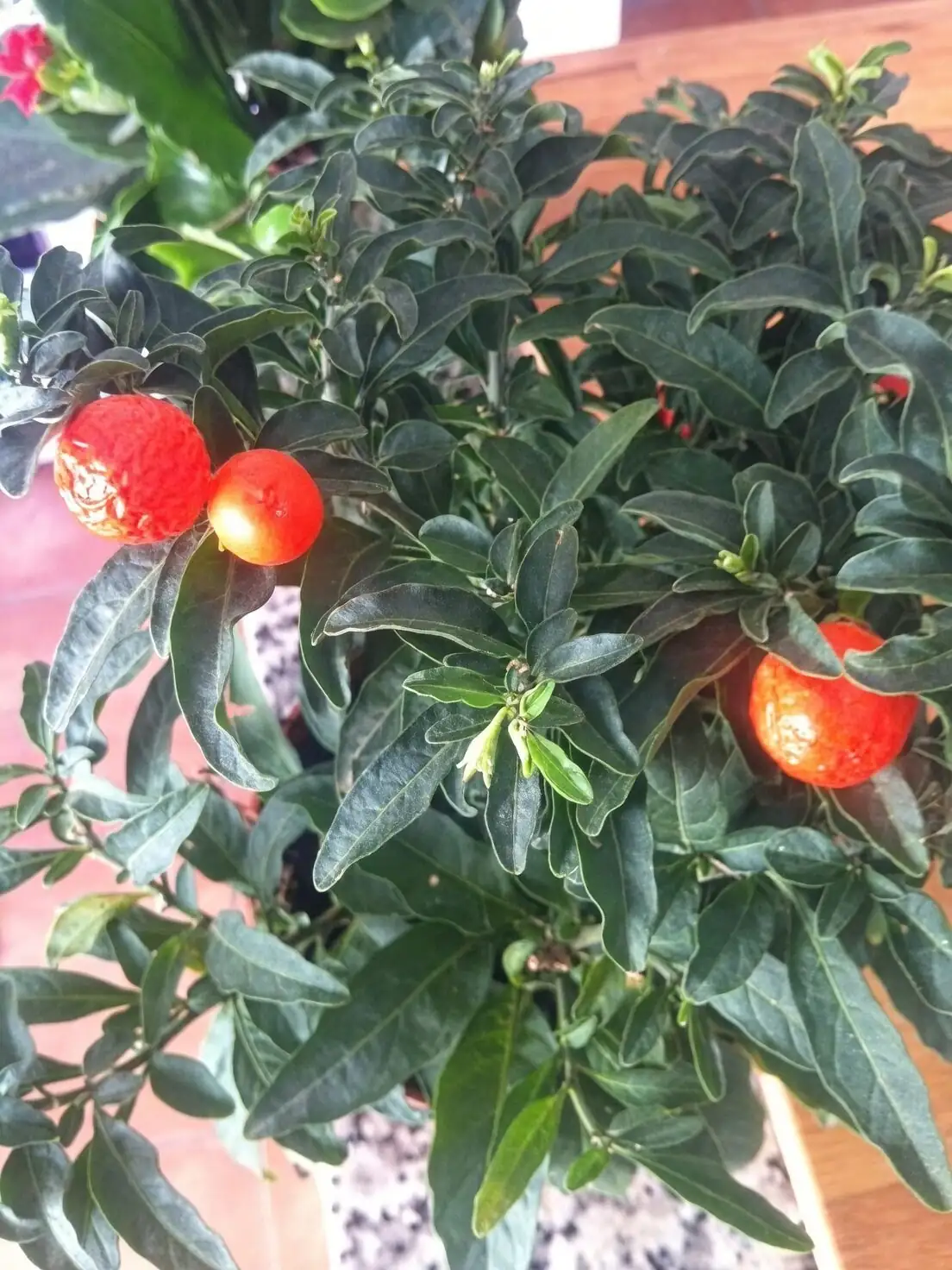 jerusalem cherry on south window